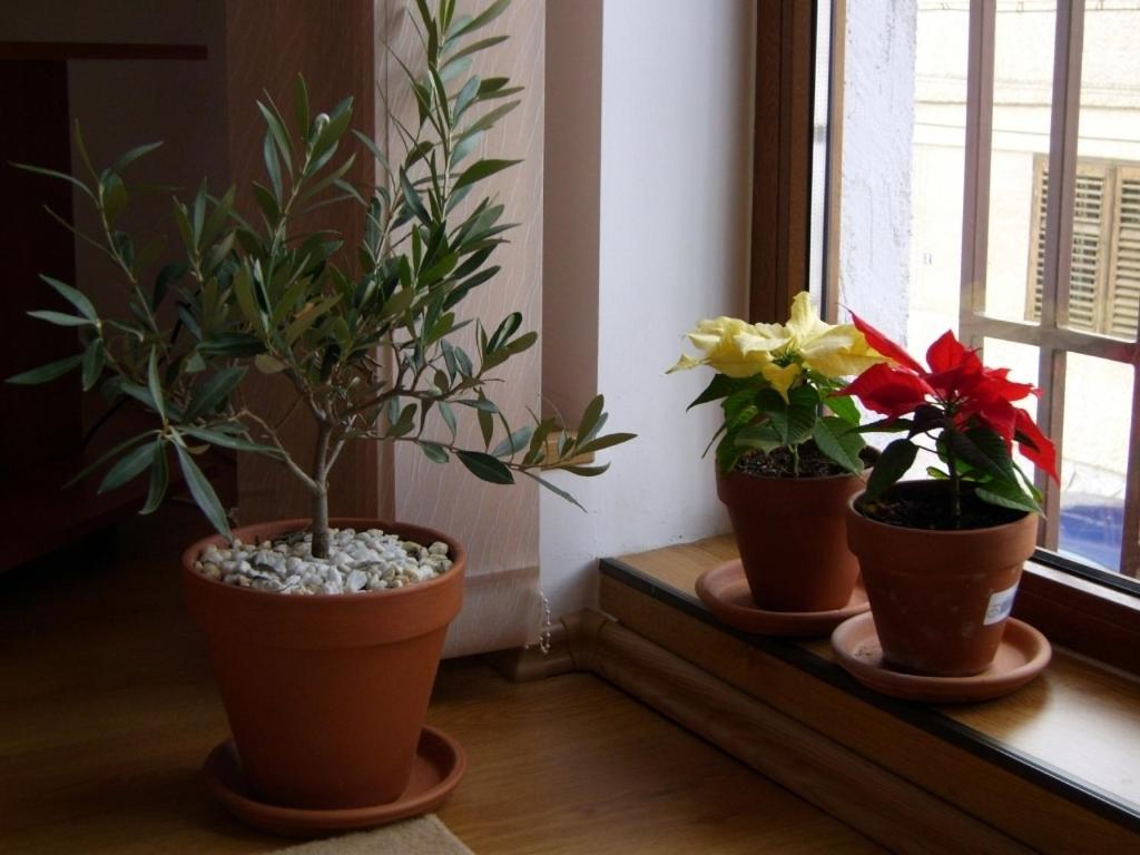 Pension Vila Andra Sibiu Room photo